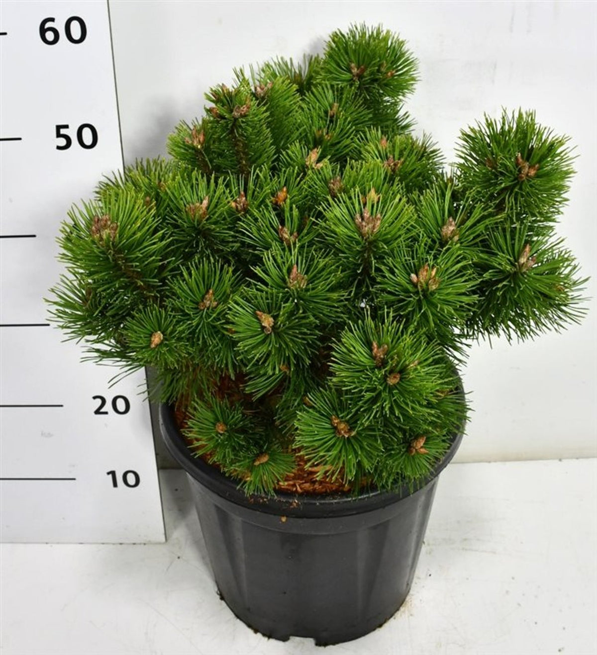 Pinus mugo &