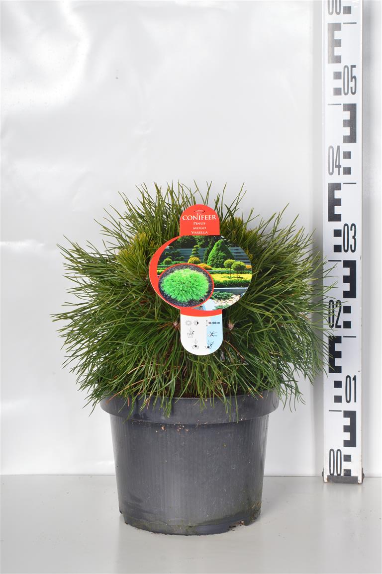 Pinus mugo &