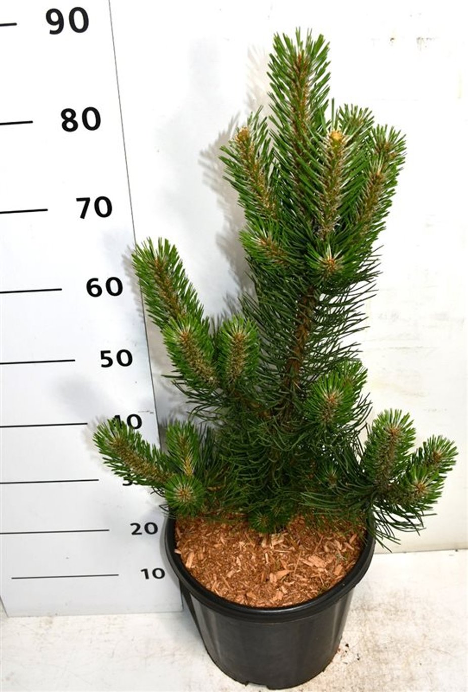 Pinus nigra &