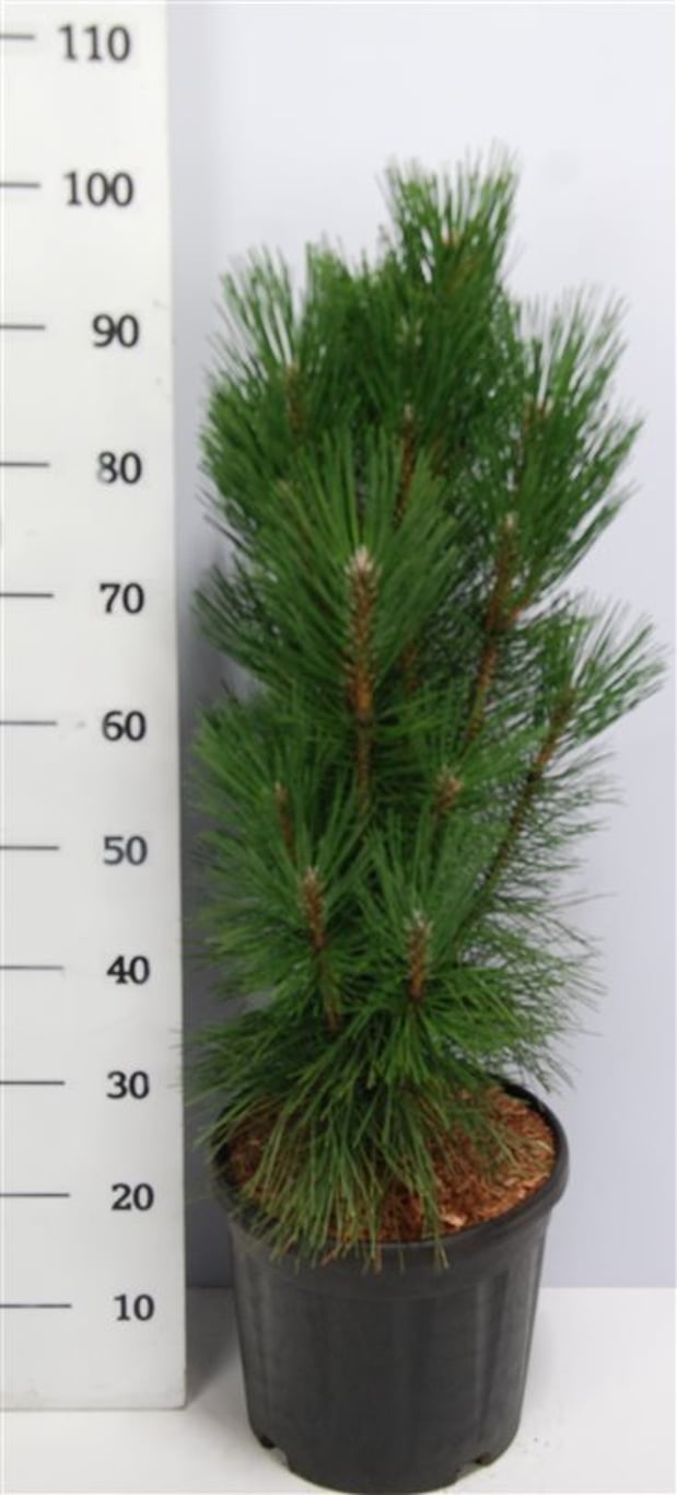 Pinus nigra &