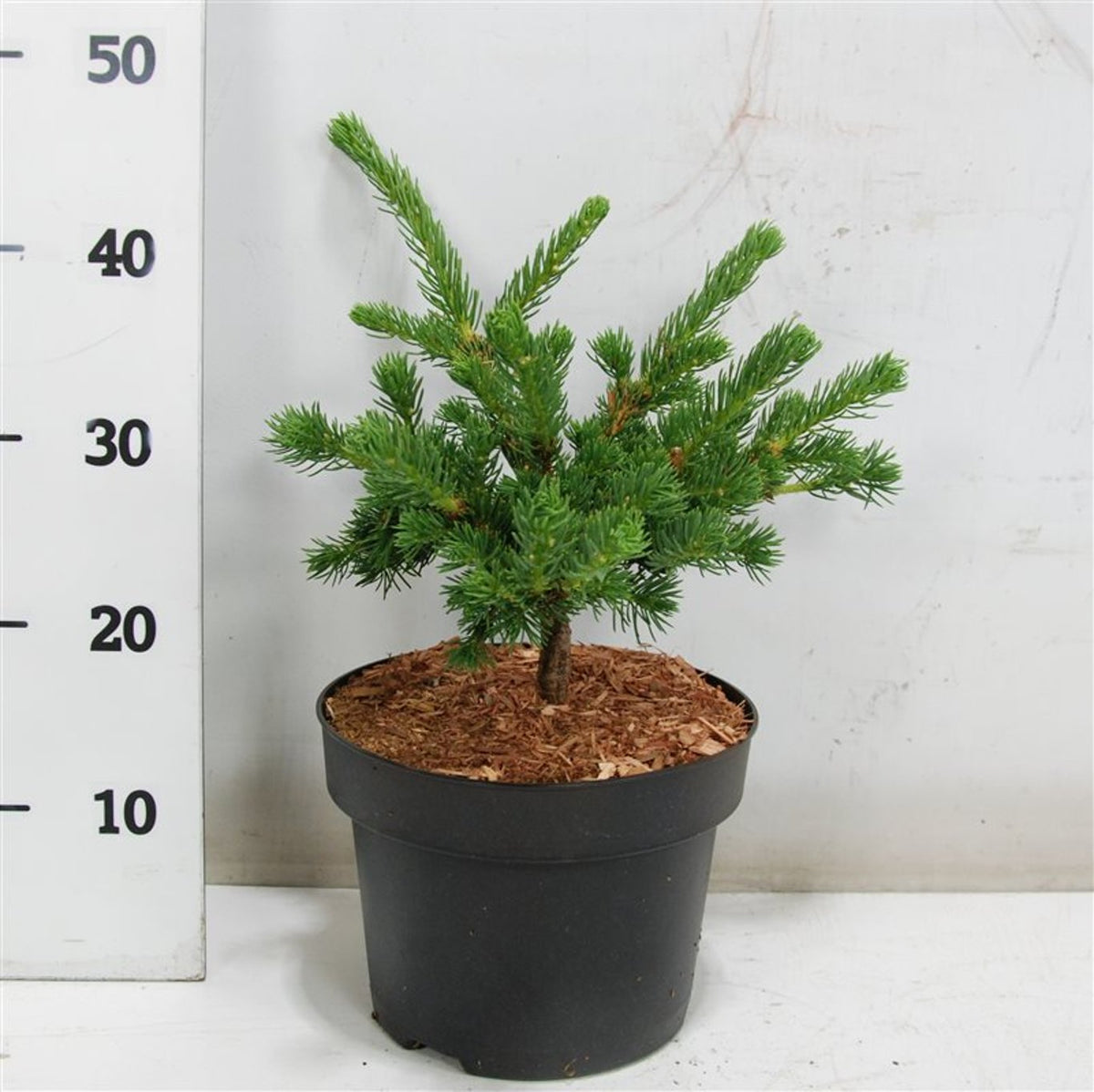 Picea pungens &