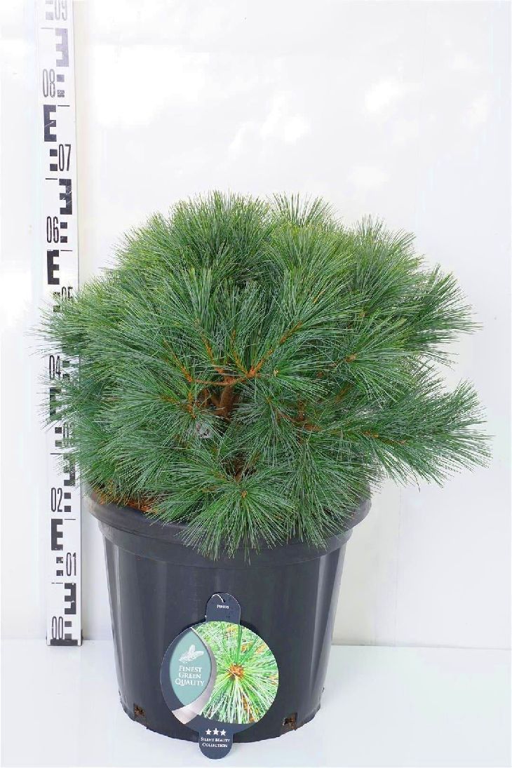Pinus strobus &