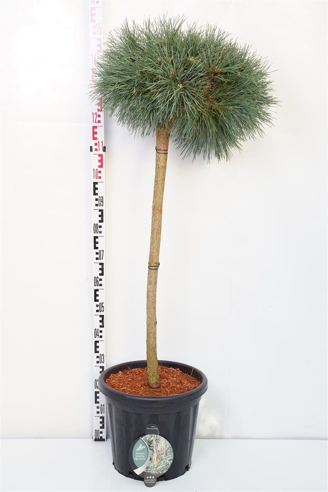 Pinus sylvestris &