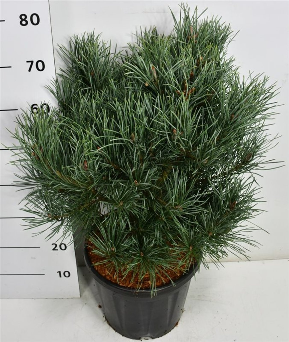 Pinus sylvestris &
