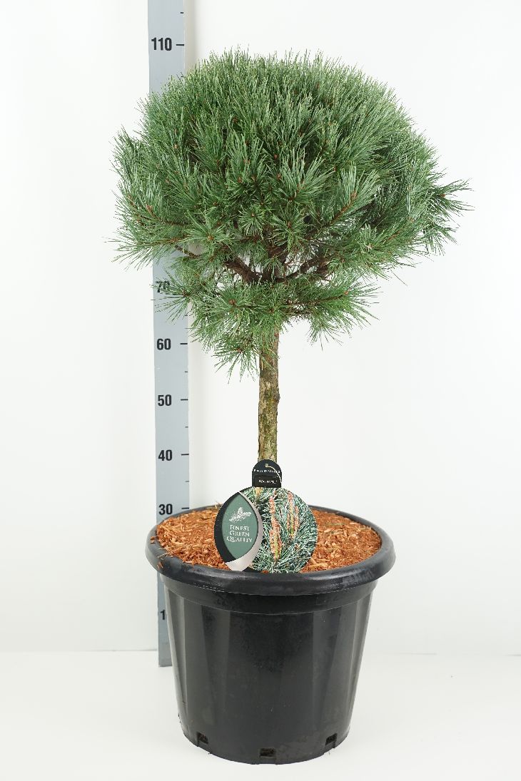 Pinus sylvestris &