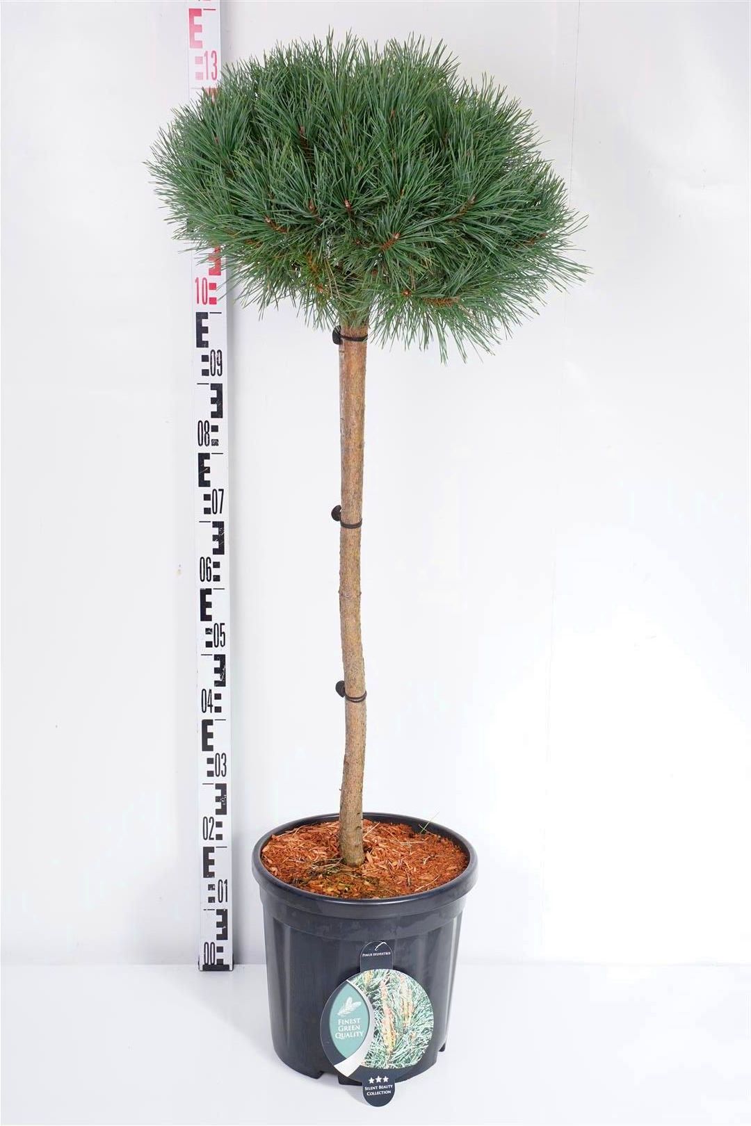 Pinus sylvestris &