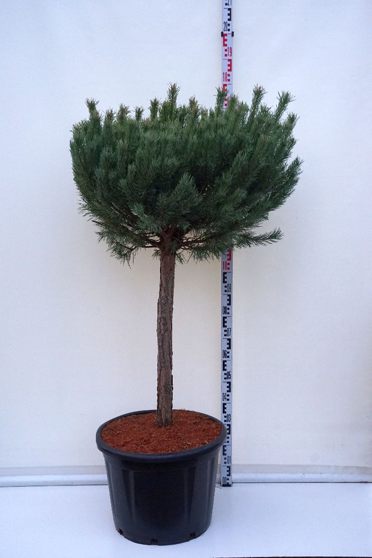 Pinus sylvestris &