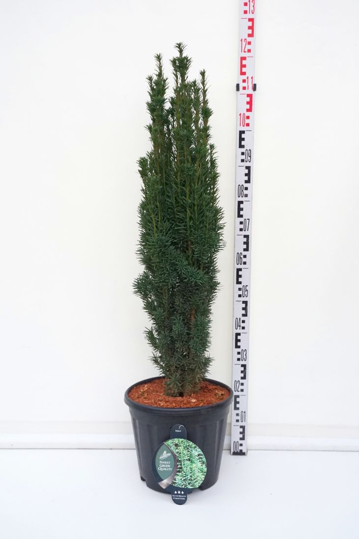 Taxus baccata &