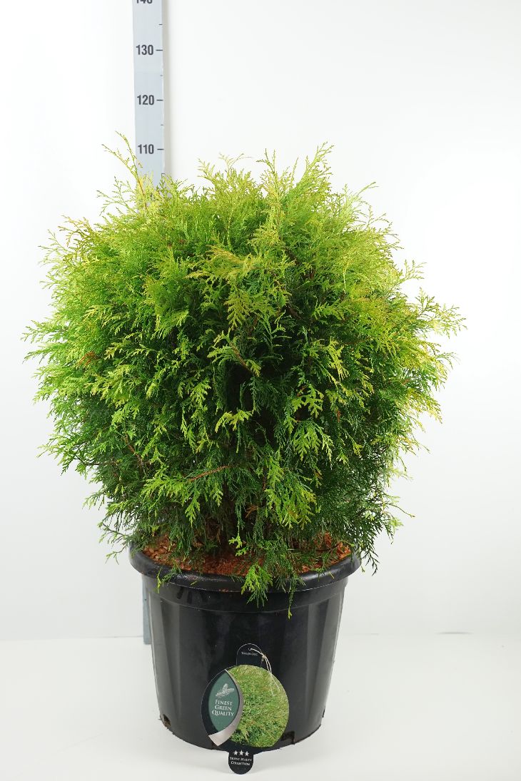 Thuja occidentalis &