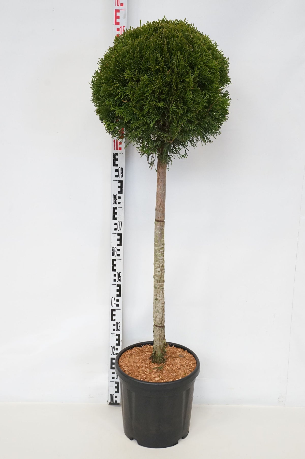 Thuja occidentalis &