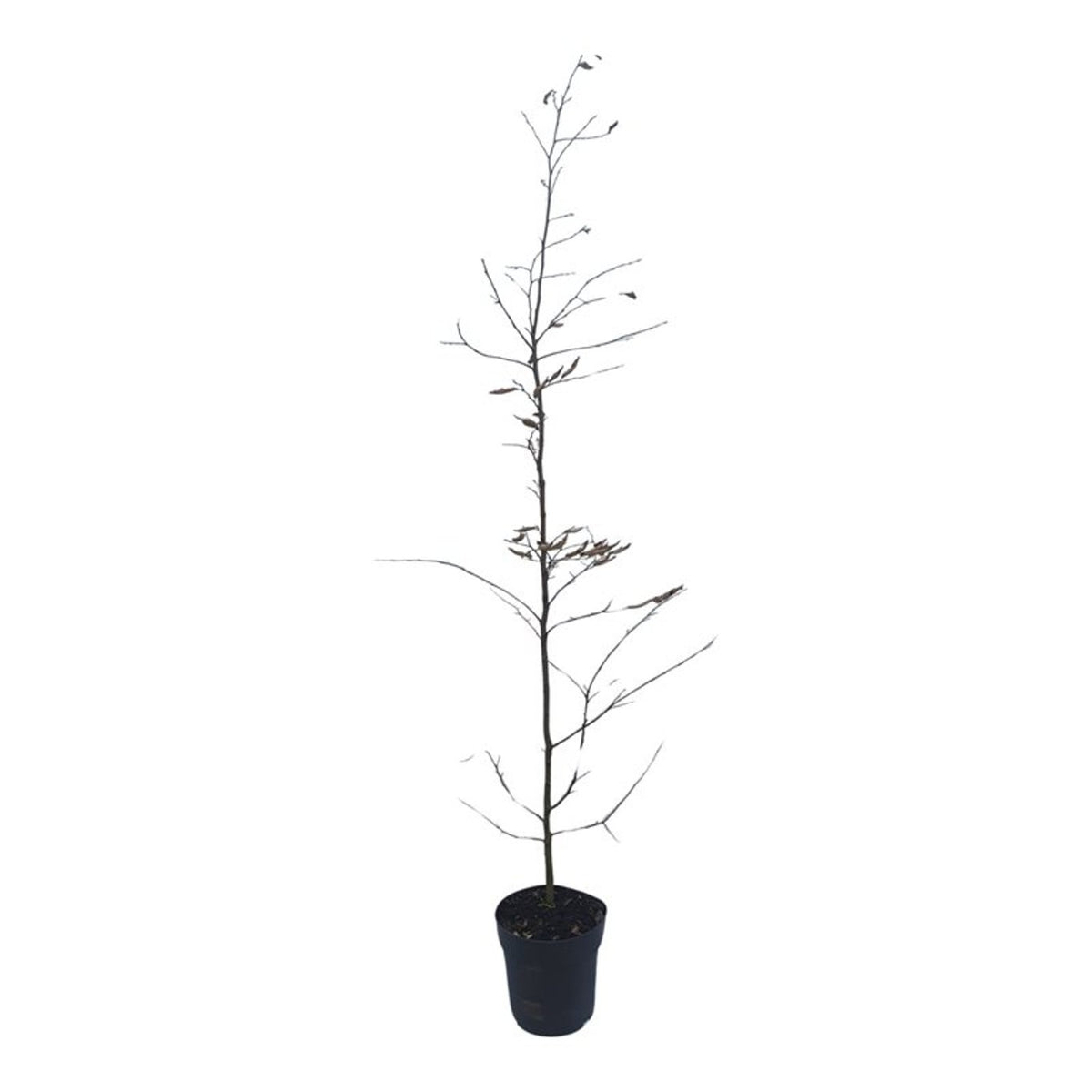 Carpinus betulus C4 (4 liters kruka) / 21 cm kruka 125-150 cm