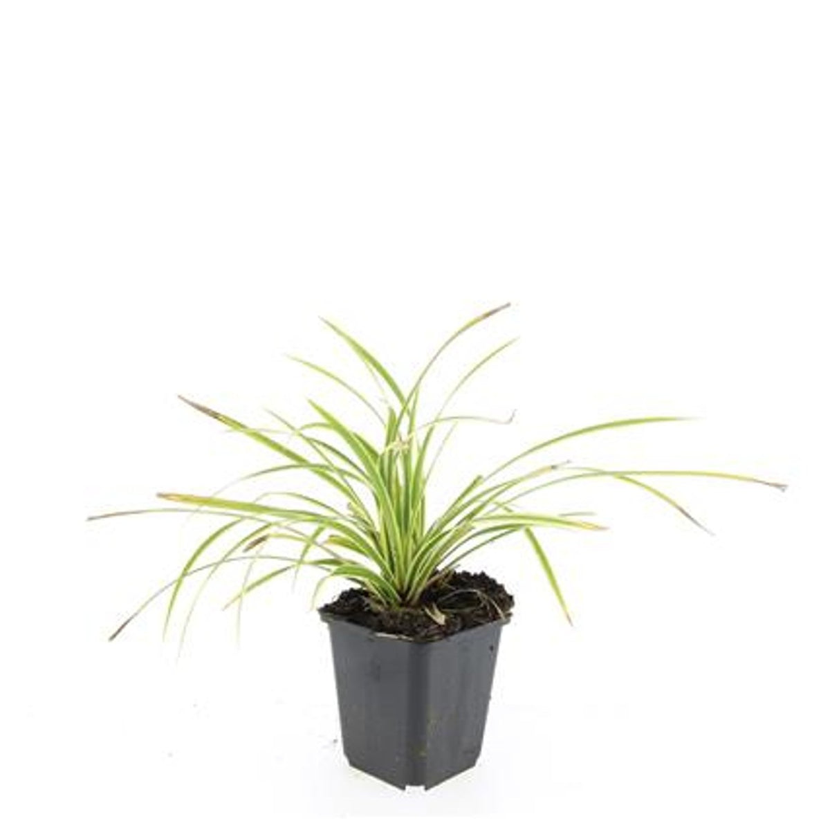 Carex morrowii &