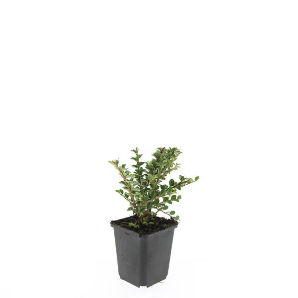Cotoneaster horizontalis 9 cm kruka