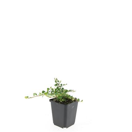 Cotoneaster pr. &