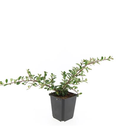 Cotoneaster rad. &