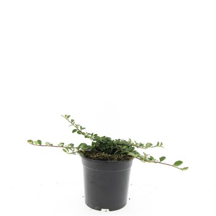 Cotoneaster rad. &
