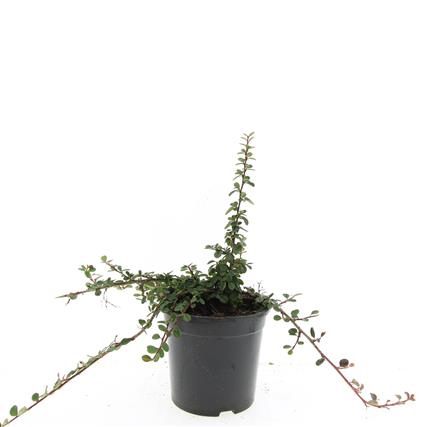 Cotoneaster sal. &