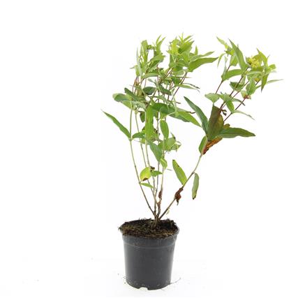 Diervilla lonicera &