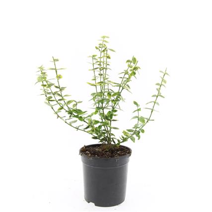 Euonymus fort. &