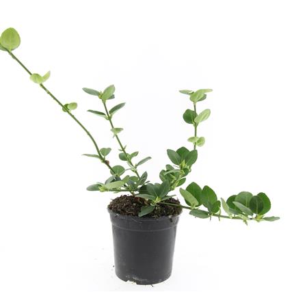 Euonymus fort. &