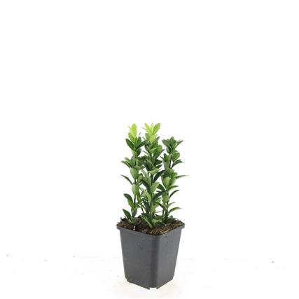 Euonymus japonicus &