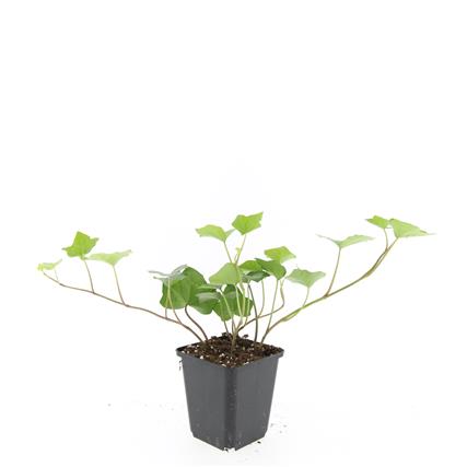 Hedera hibernica 9 cm kruka