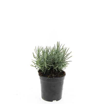 Lavandula angustifolia &