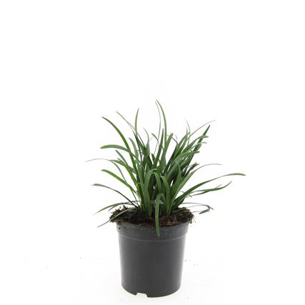 Liriope musc. &