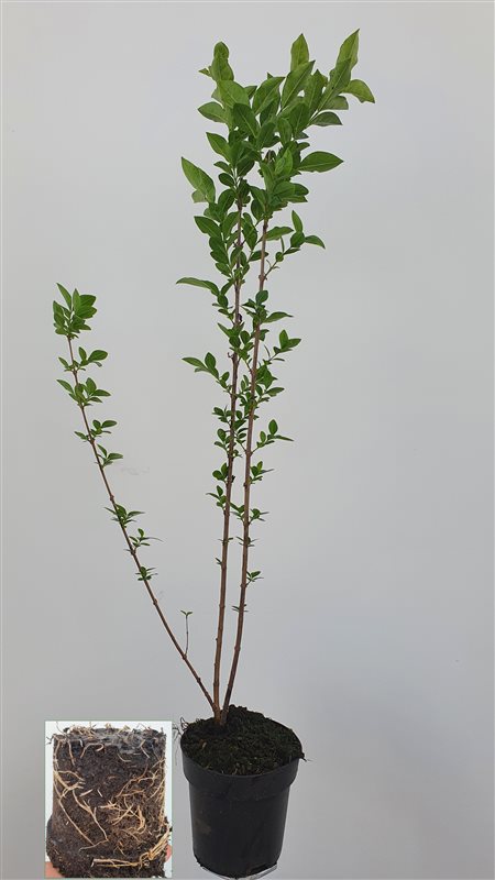 Ligustrum ovalifolium C2,5 (2,5 liters kruka) 60-80 cm
