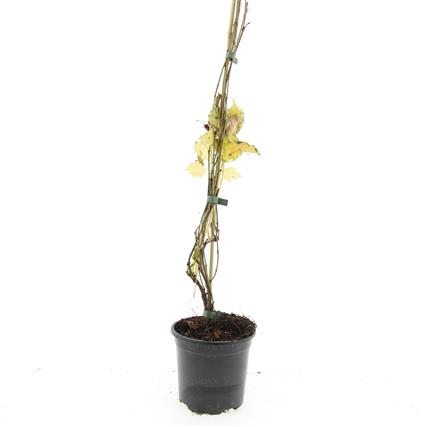 Parthenocissus quinquefolia &