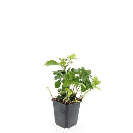 Pachysandra terminalis P9 (9 cm kruka)