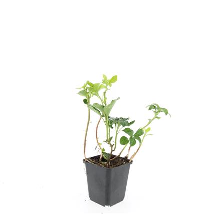 Pachysandra terminalis &