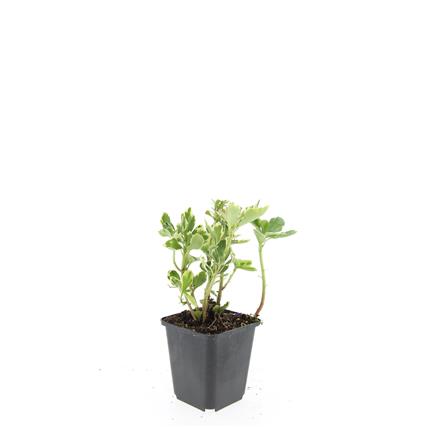 Pachysandra terminalis &
