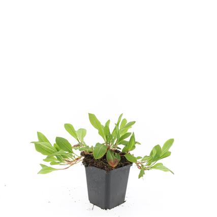 Persicaria aff. &