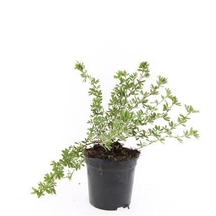 Potentilla fruticosa &