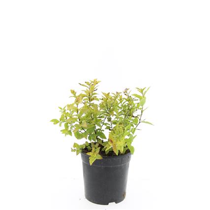 Spiraea japonica &