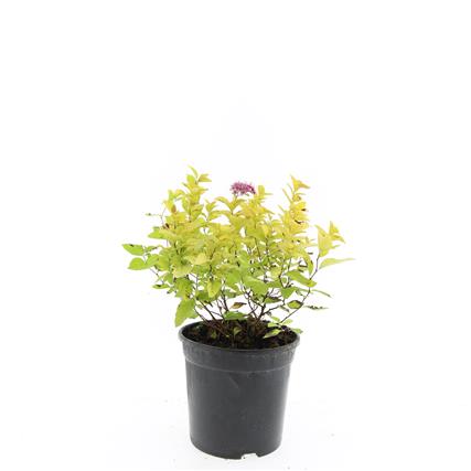 Spiraea jap. &