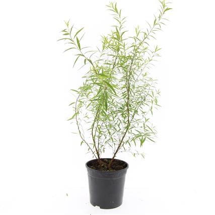 Spiraea thunbergii 10-15 cm C1,5 (1,5 liters kruka) / 14 cm kruka