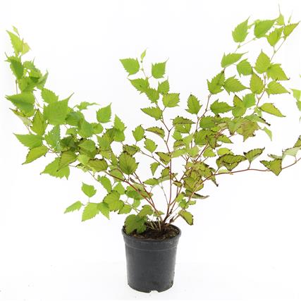 Stephanandra tanakae 30-40 cm, C3 (3 liters kruka)
