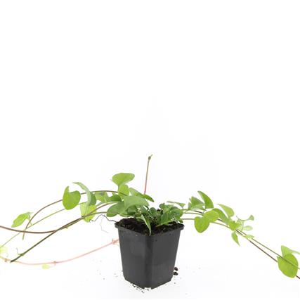 Vinca major 9 cm kruka