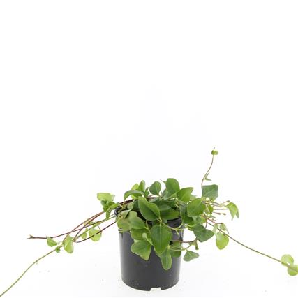 Vinca major C1,5 (1,5 liters kruka)