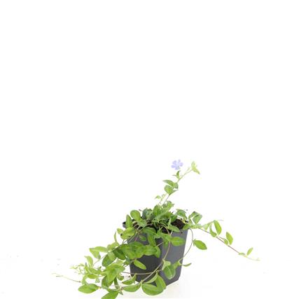 Vinca minor 9 cm kruka