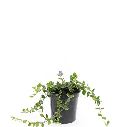 Vinca minor &