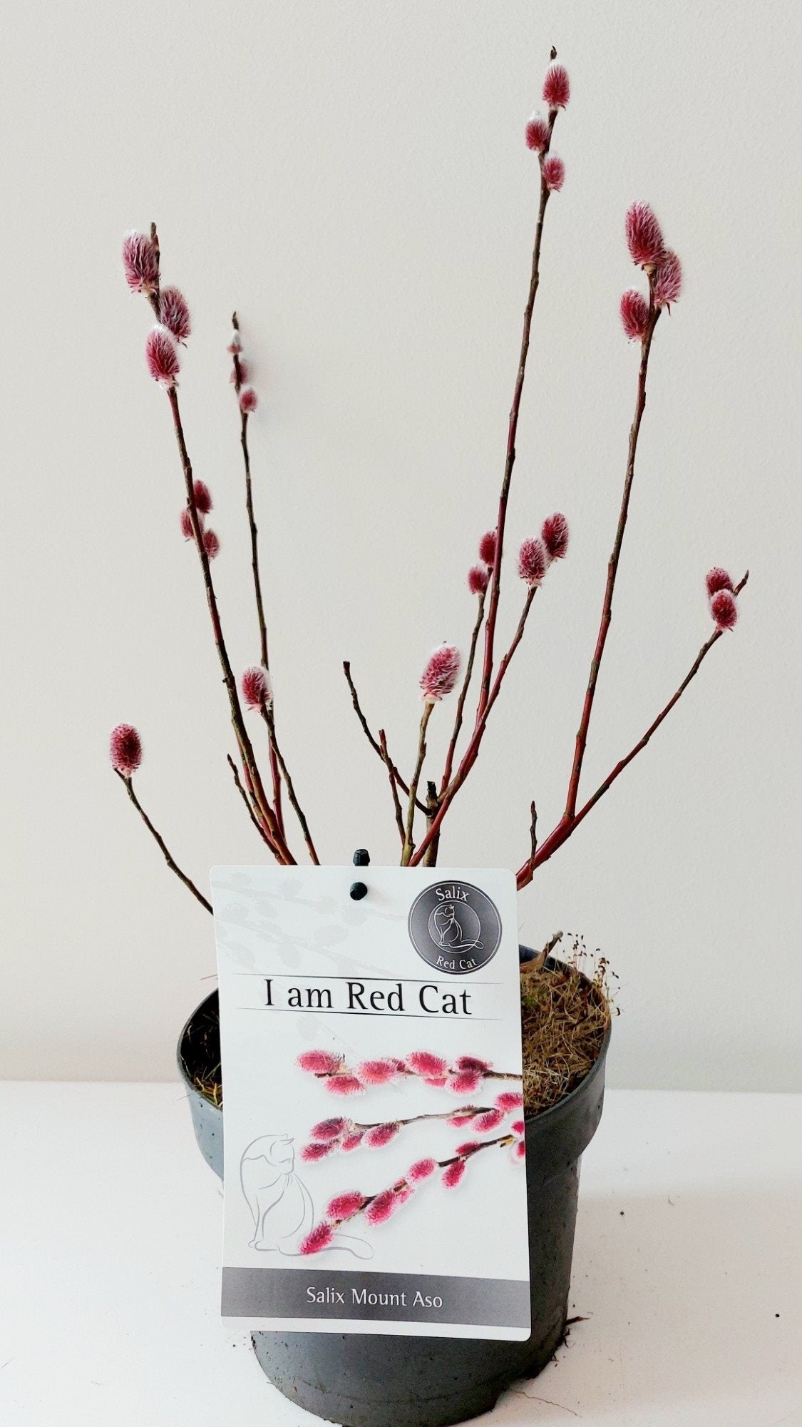 Salix chaen. &