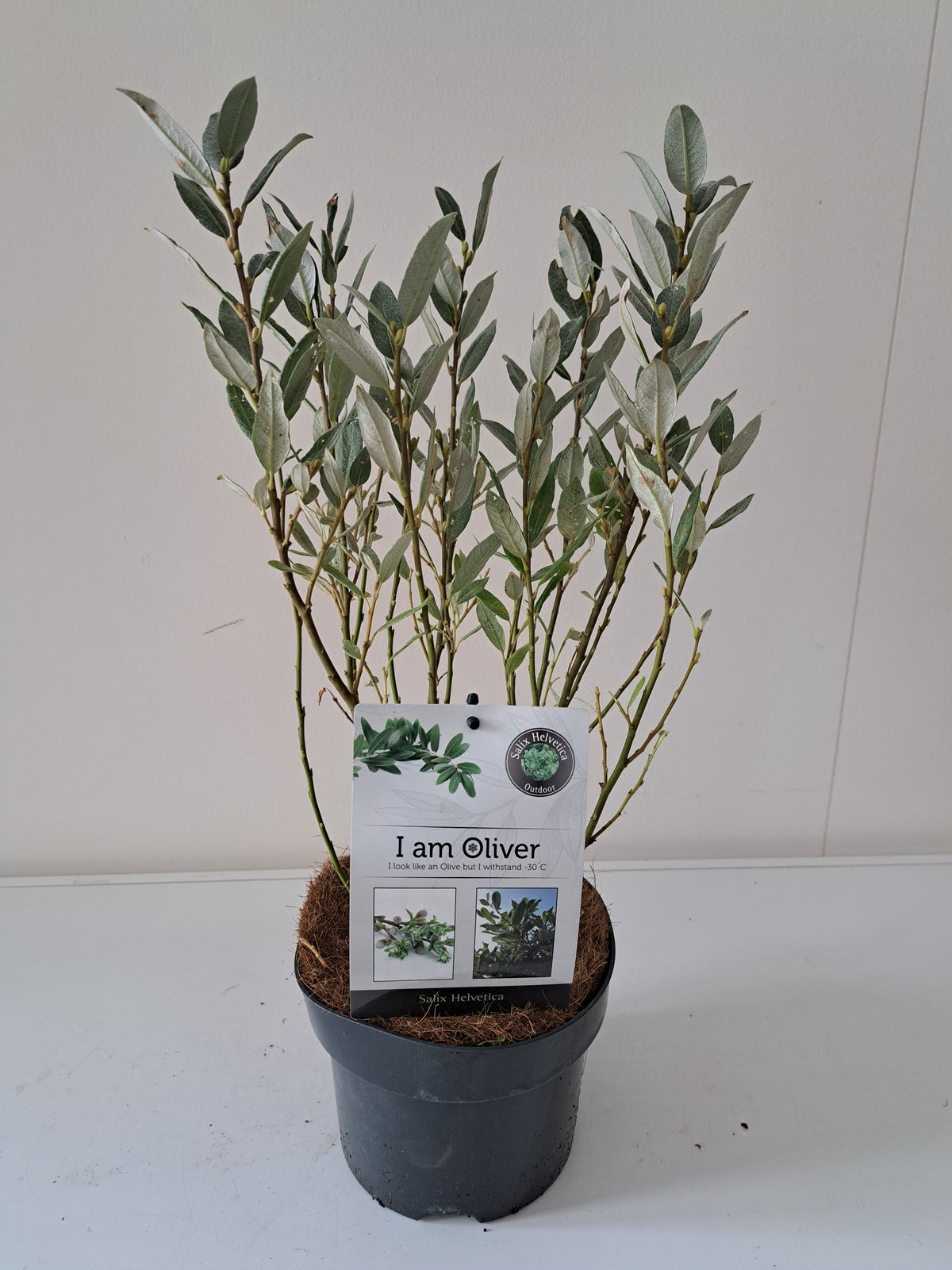 Salix helvetica - C2 (2 liters kruka) / 17 cm kruka, buske