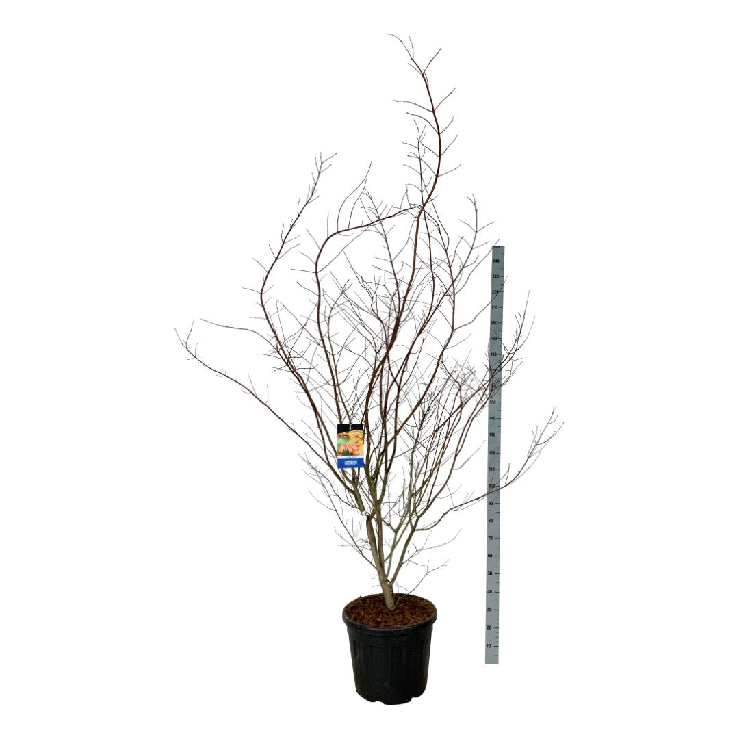 Acer &