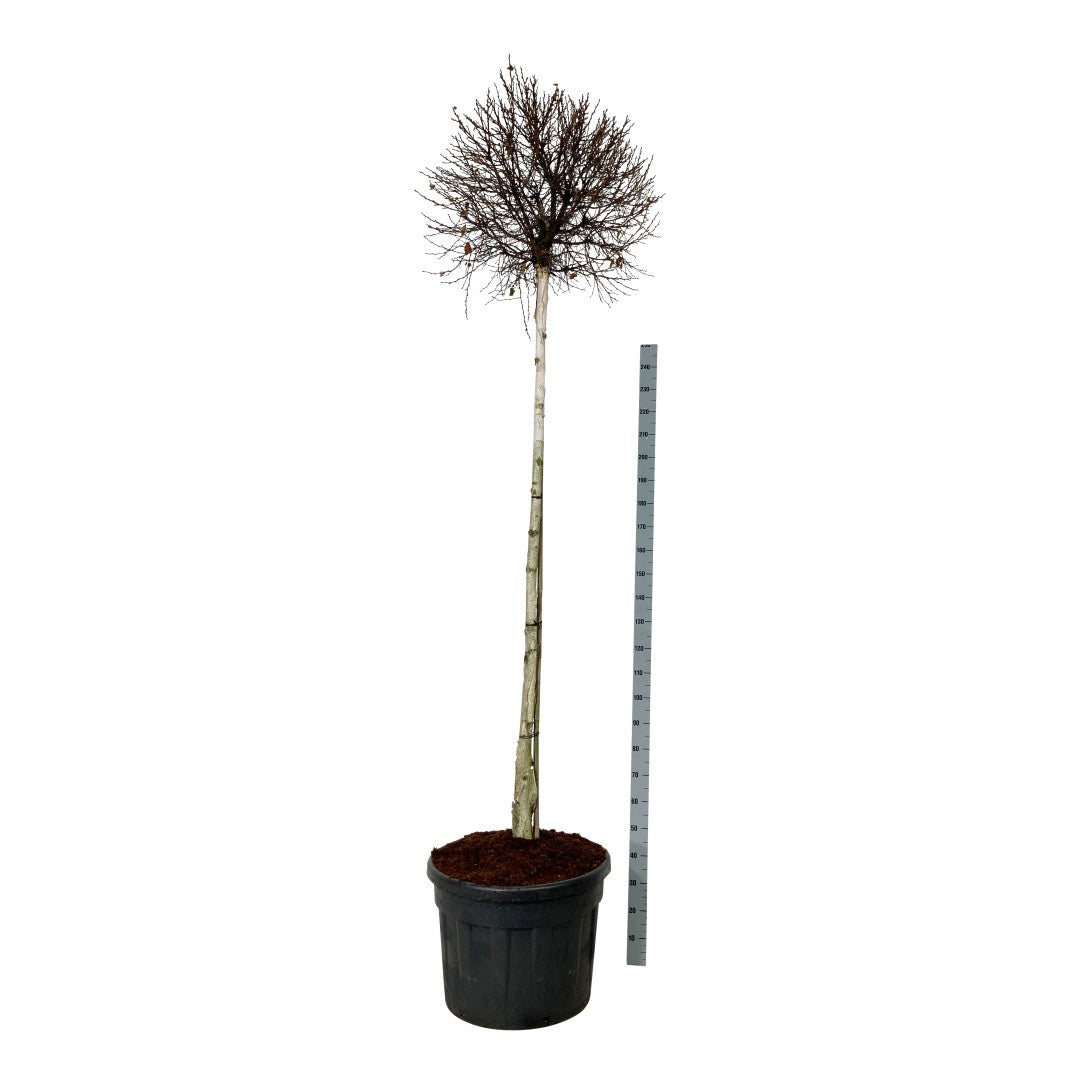 Betula pendula &