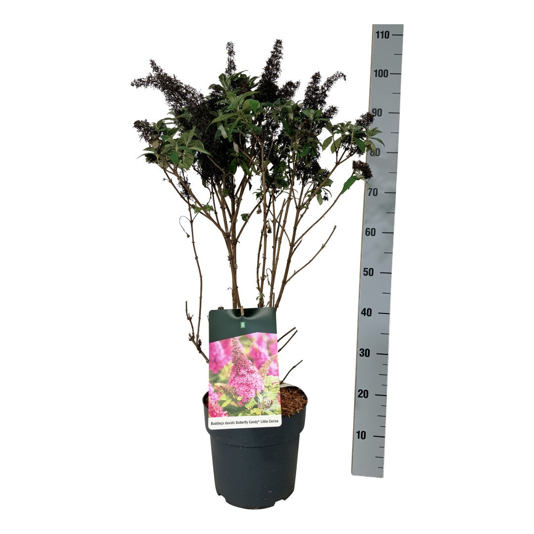 Buddleja davidii &