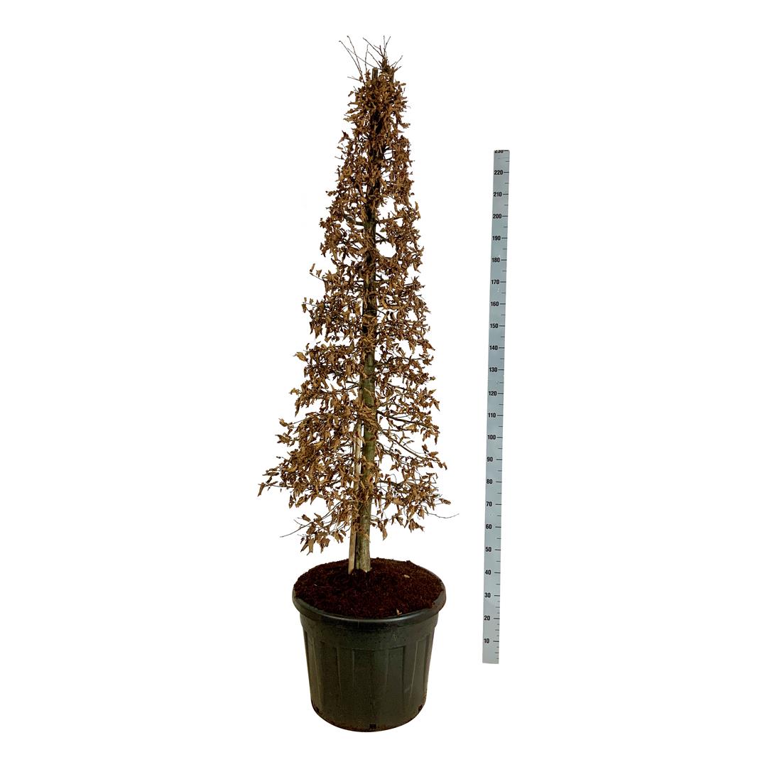 Carpinus betulus 175-200 cm konformad C90 (90 liters kruka)