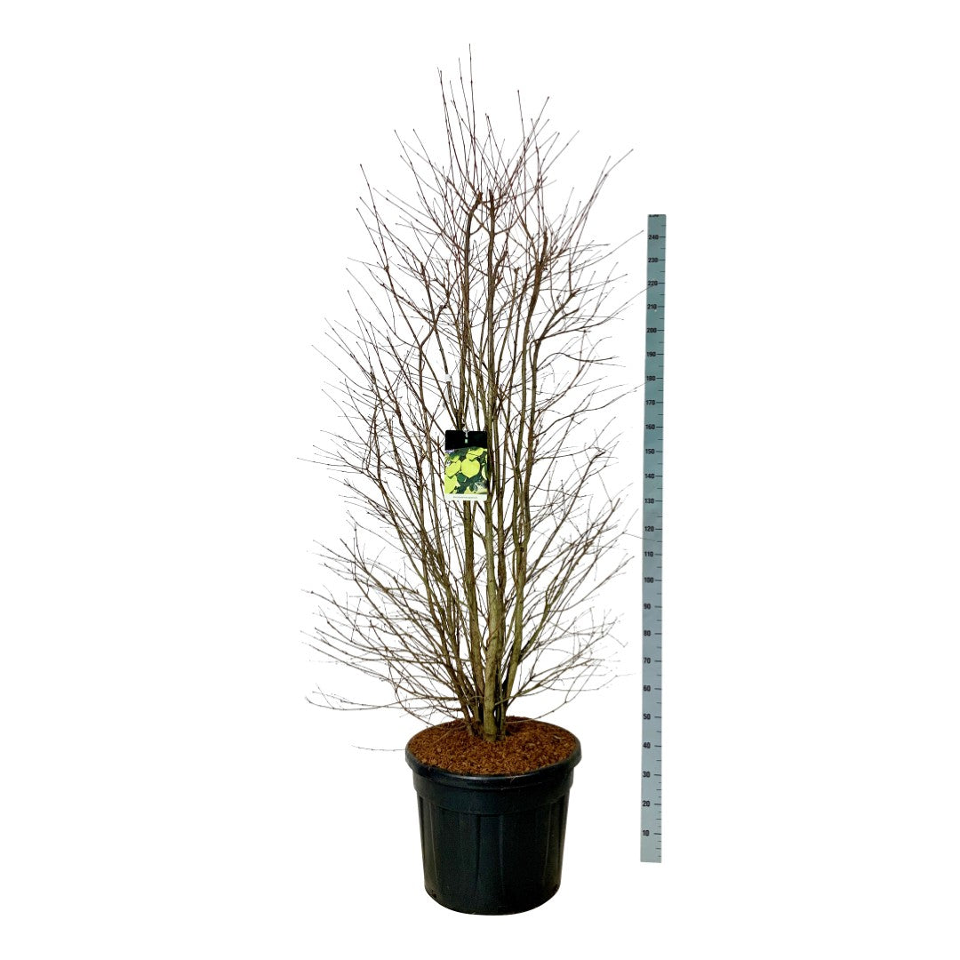Cercidiphyllum japonicum C90 (90 liters kruka) 200-225 cm Extra